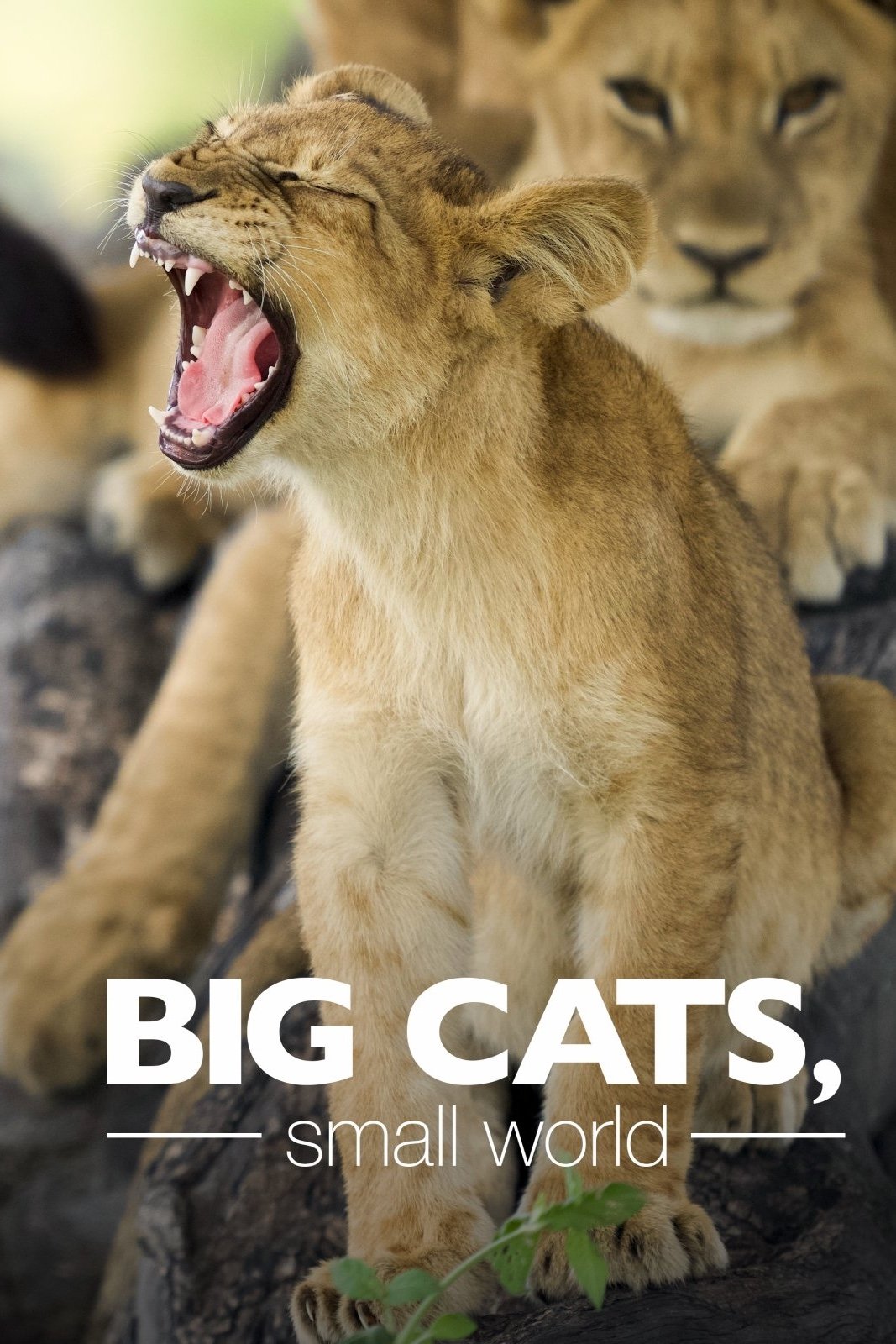 Poster de Big Cats, Small World