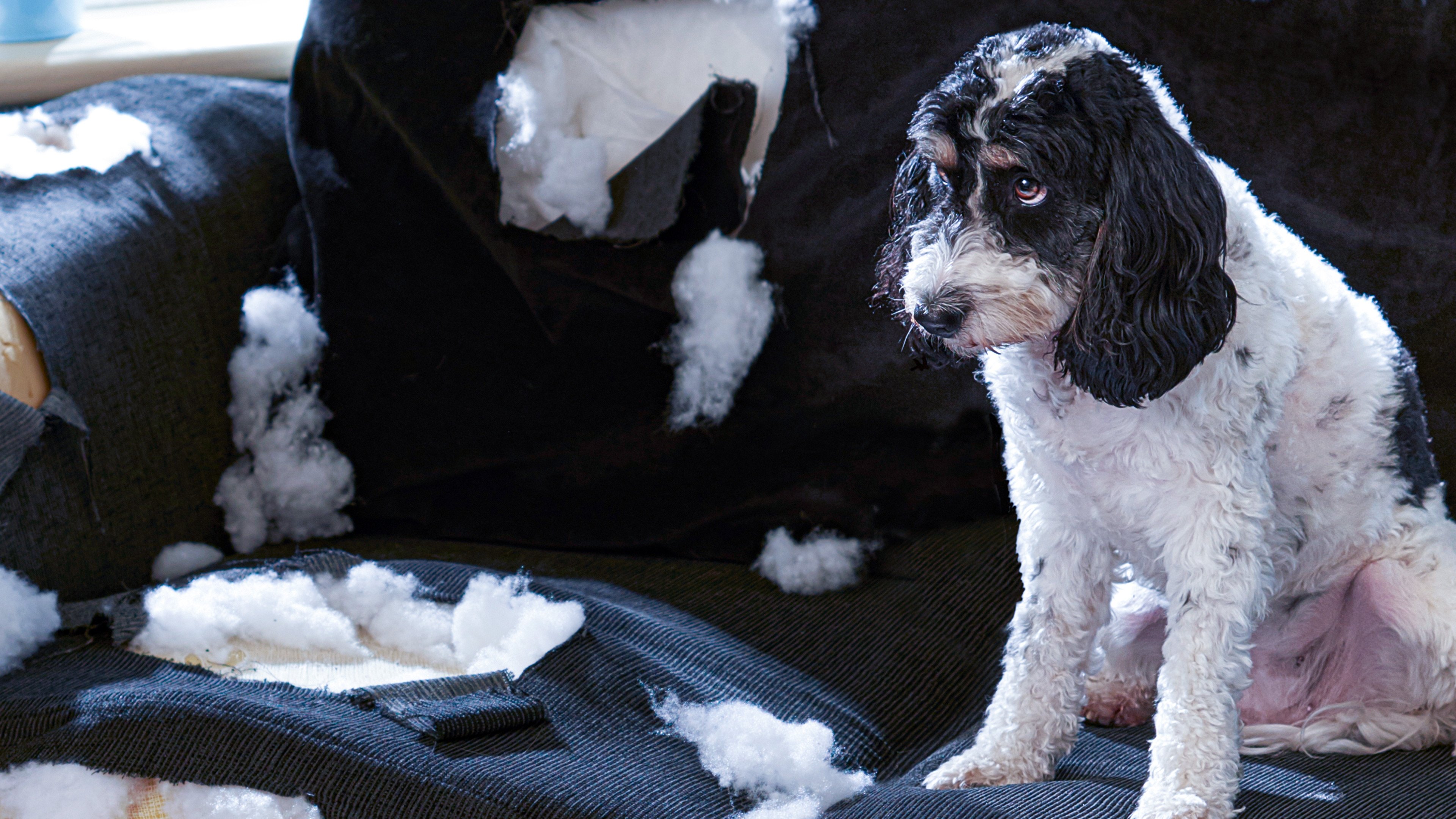 Bad Dog!