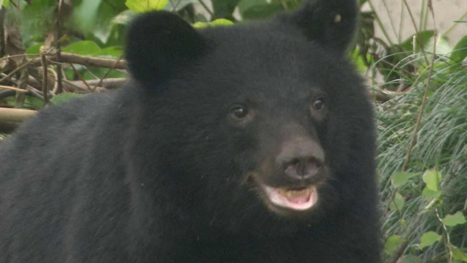 Reducing the Danger from Bear Encounters