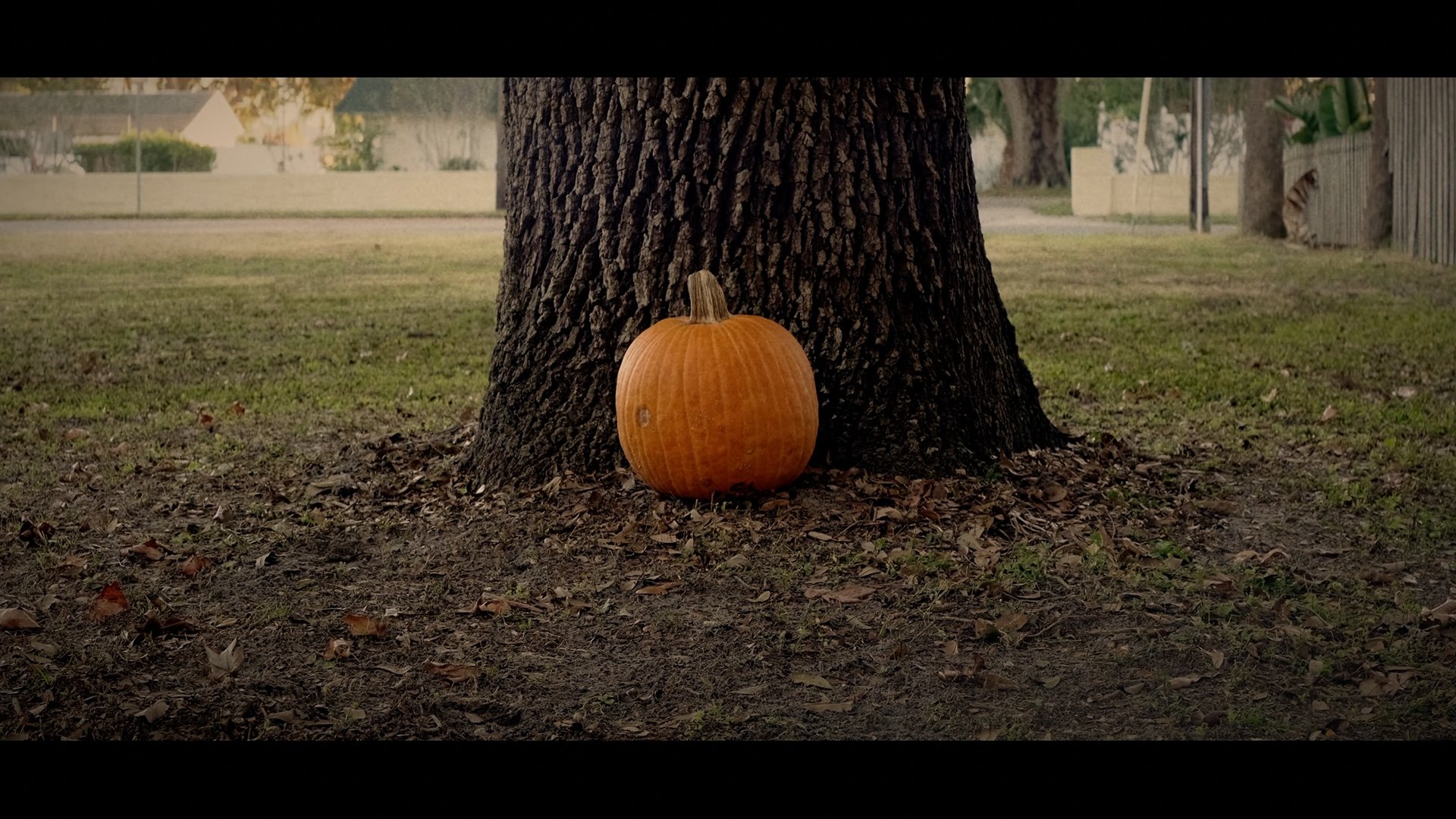 Sean Hates Pumpkins