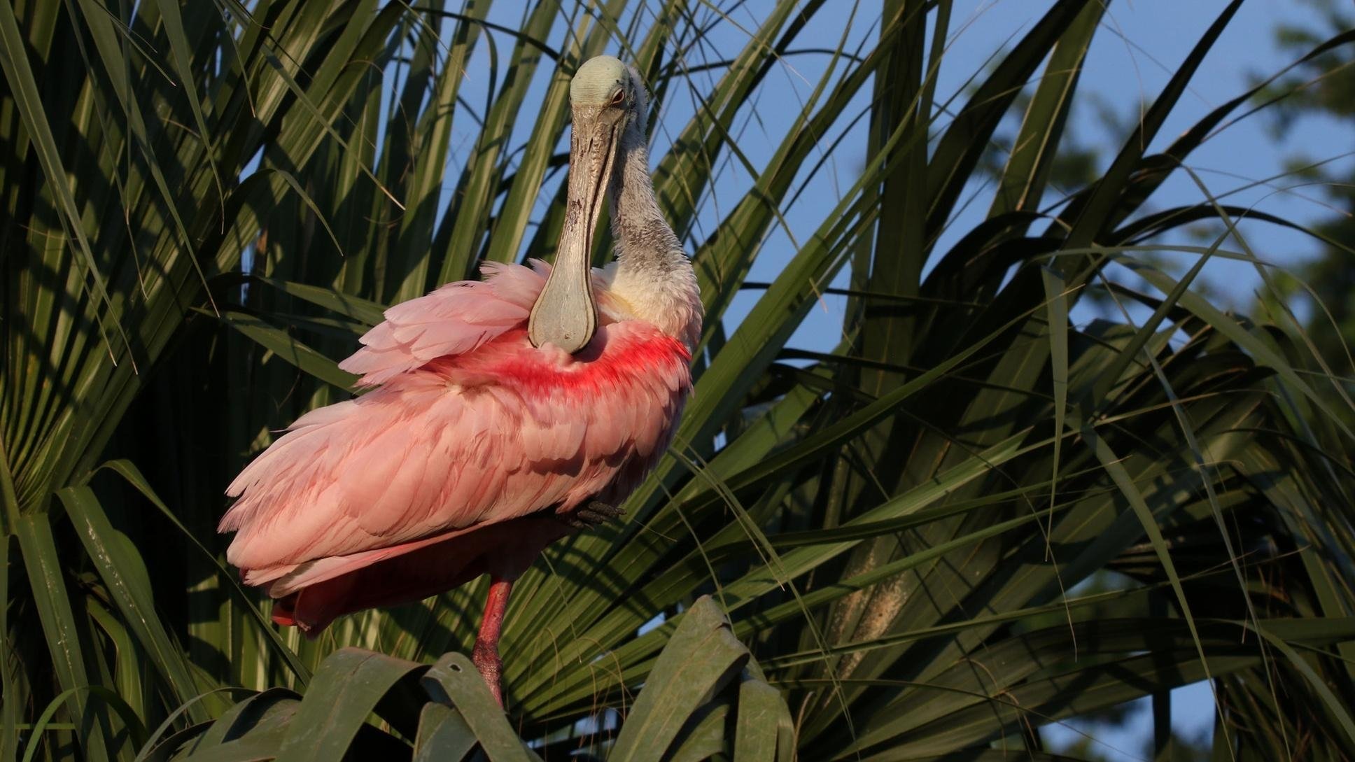 Nature 38×11 – Wild Florida