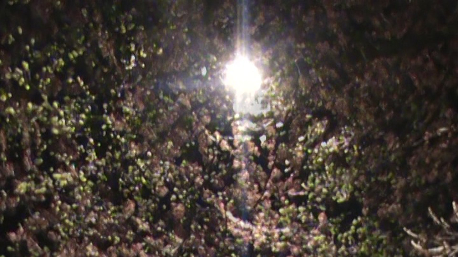 light blossom