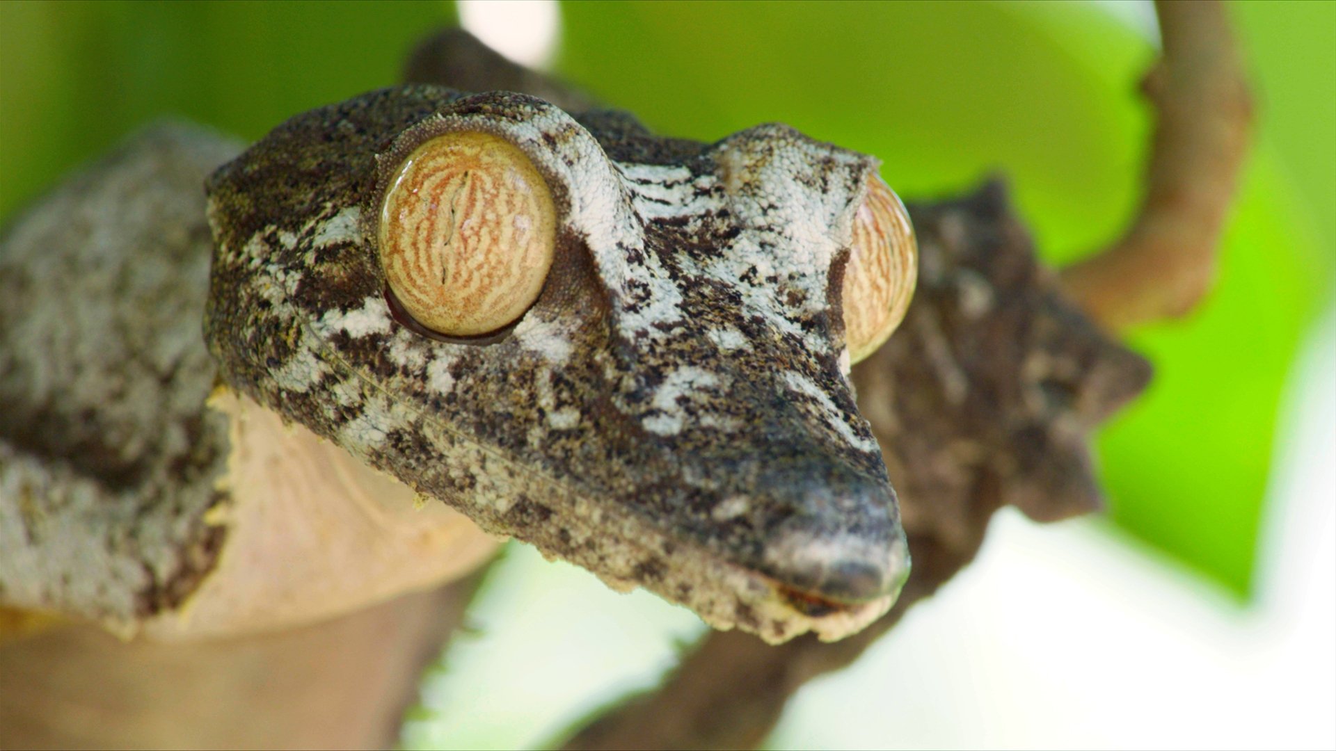 Madagascar's Weirdest