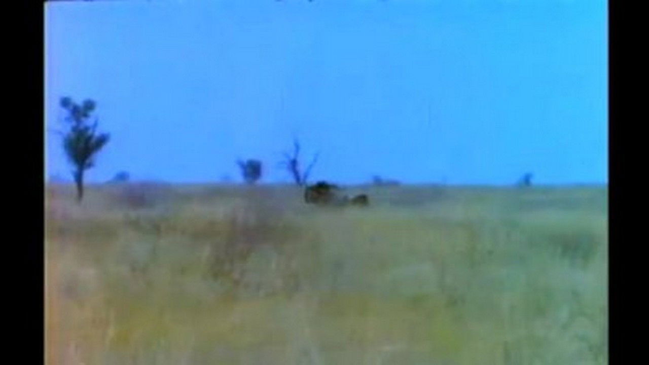 Spotted Ghost - Part 2