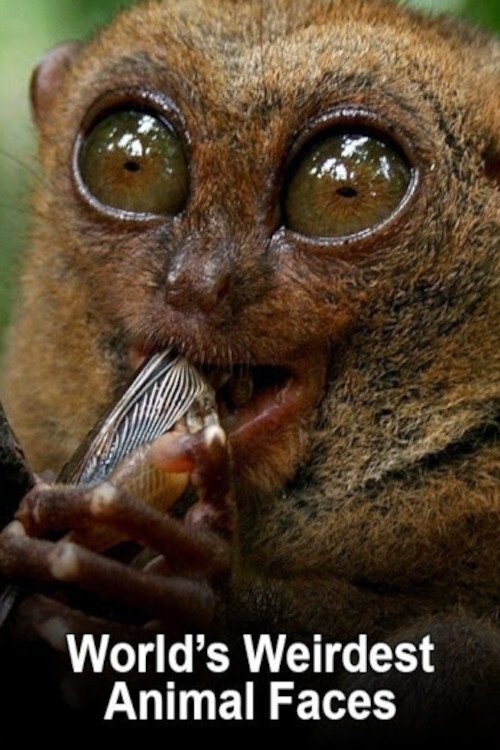 Poster de Os Mais Feios do Mundo Animal