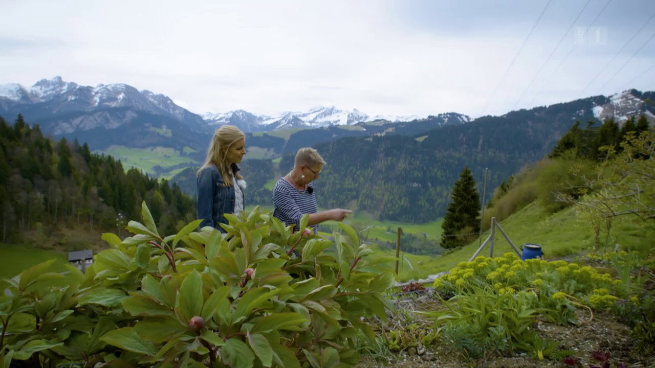 A mountain garden