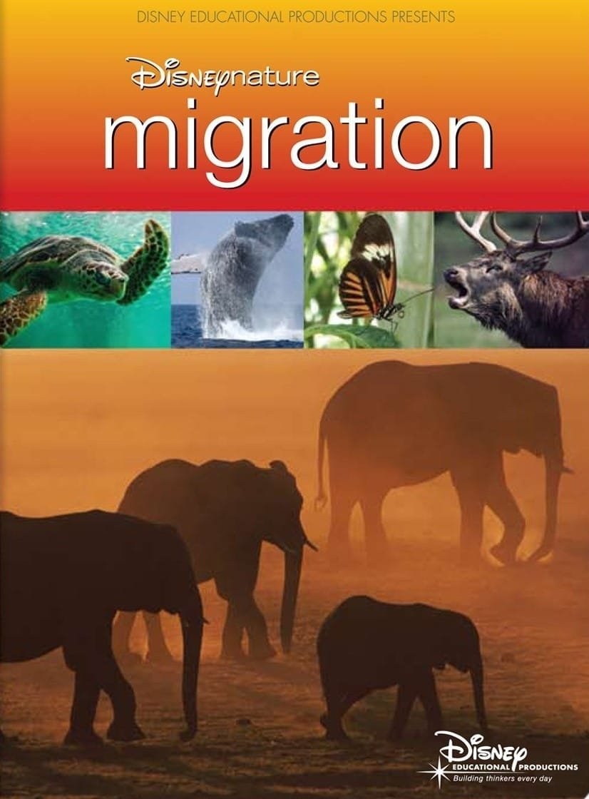 Affiche du film Disneynature: Migration