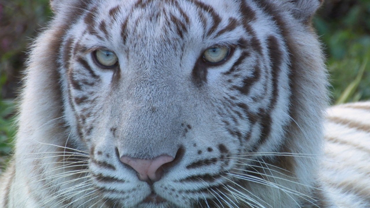 いいZooだね。~岩合光昭の動物園歩き~