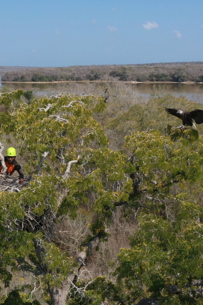 Fish Eagles of Madagascar