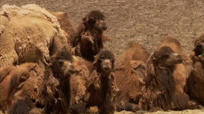 Deserts of the North