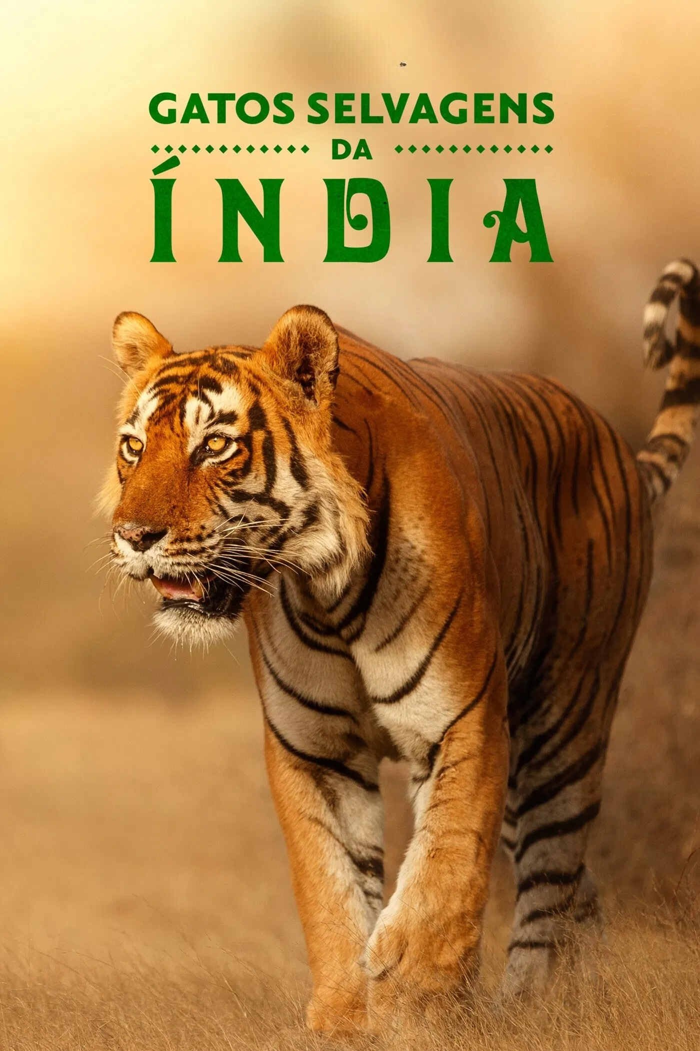 Poster de Gatos Selvagens da Índia