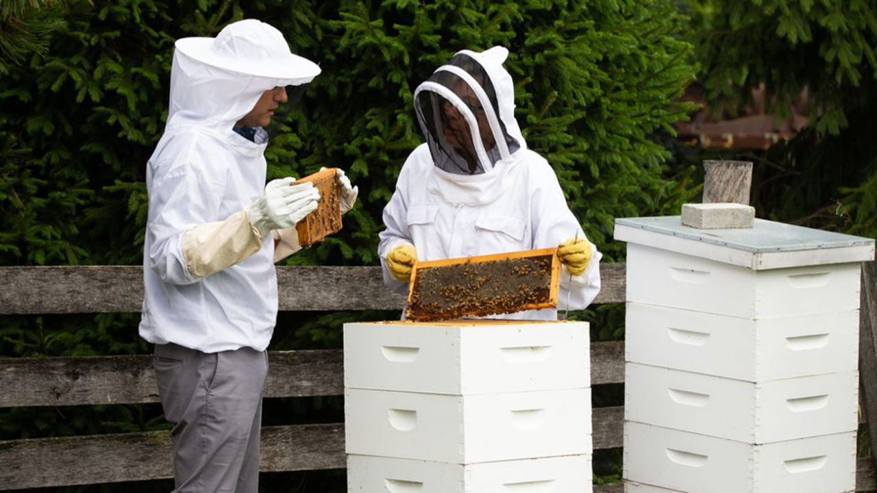 Beekeeping