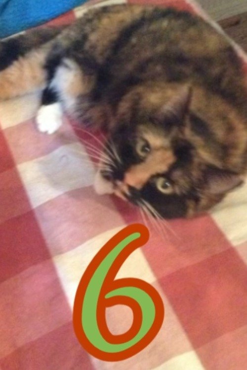 Poster de The Adventures of Murphy the Cat #6