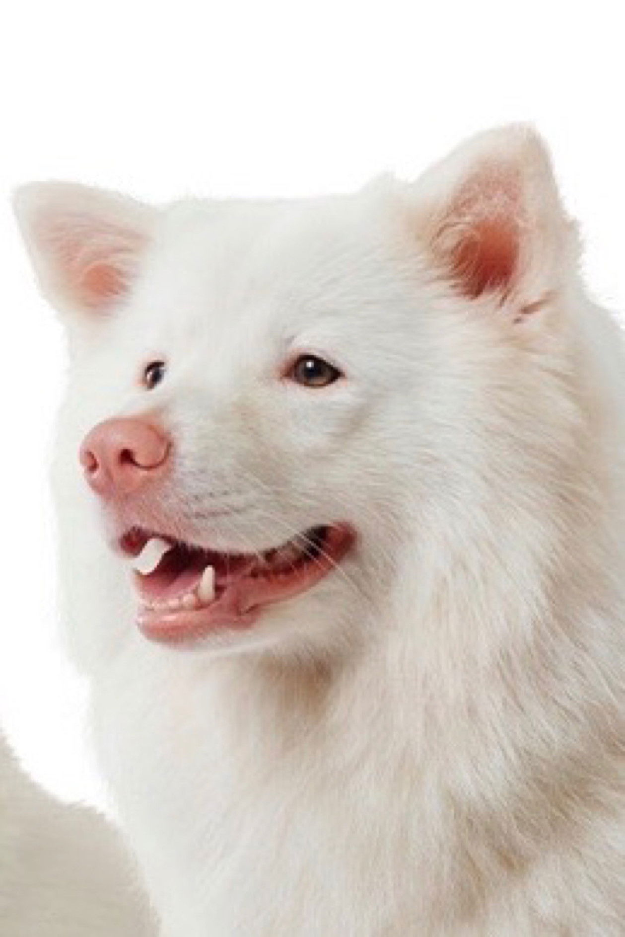 the profile picture of Meechok