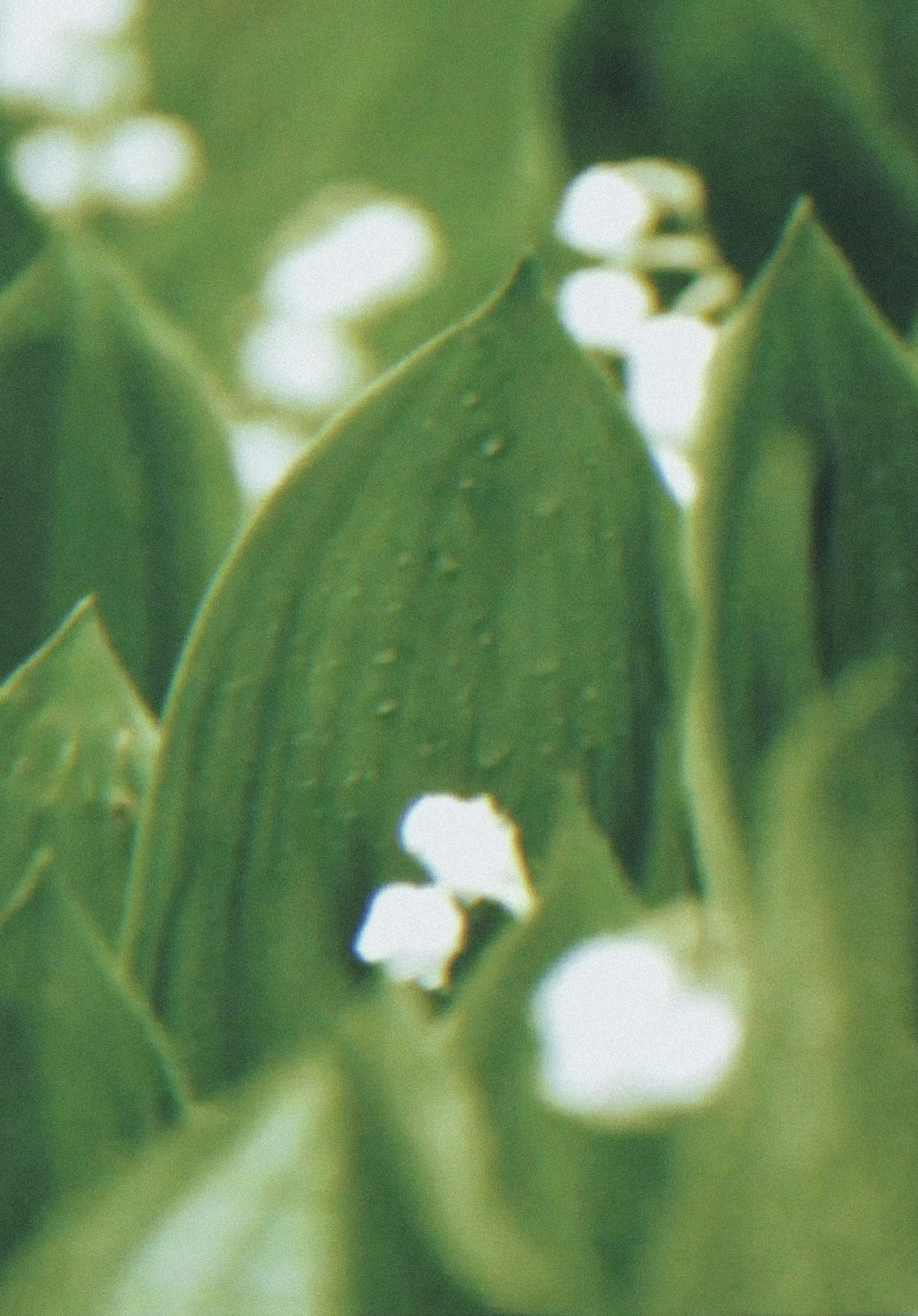 Poster de Rasendes Grün mit Pferden