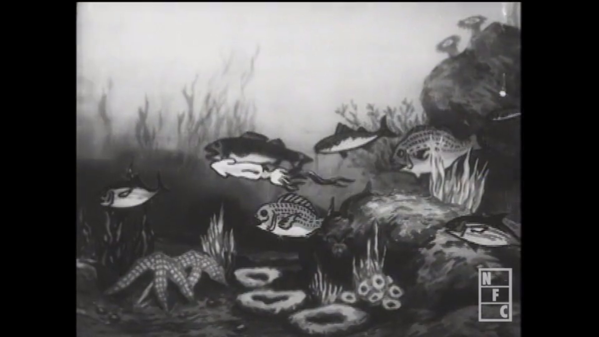 The Nation of Fish