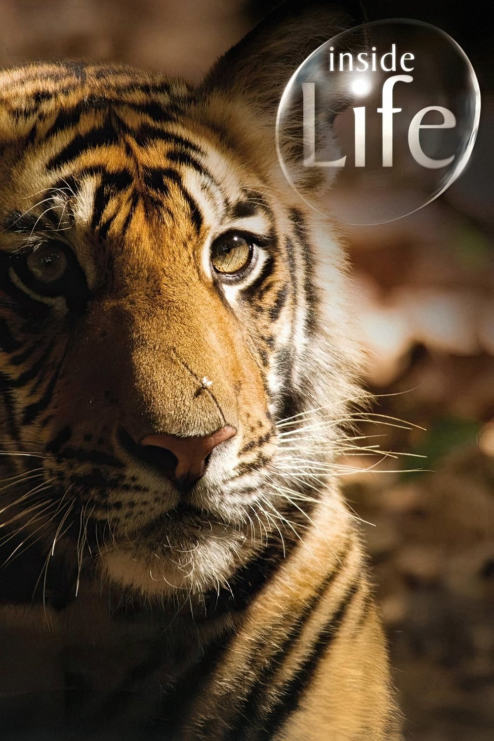 Poster de Inside Life
