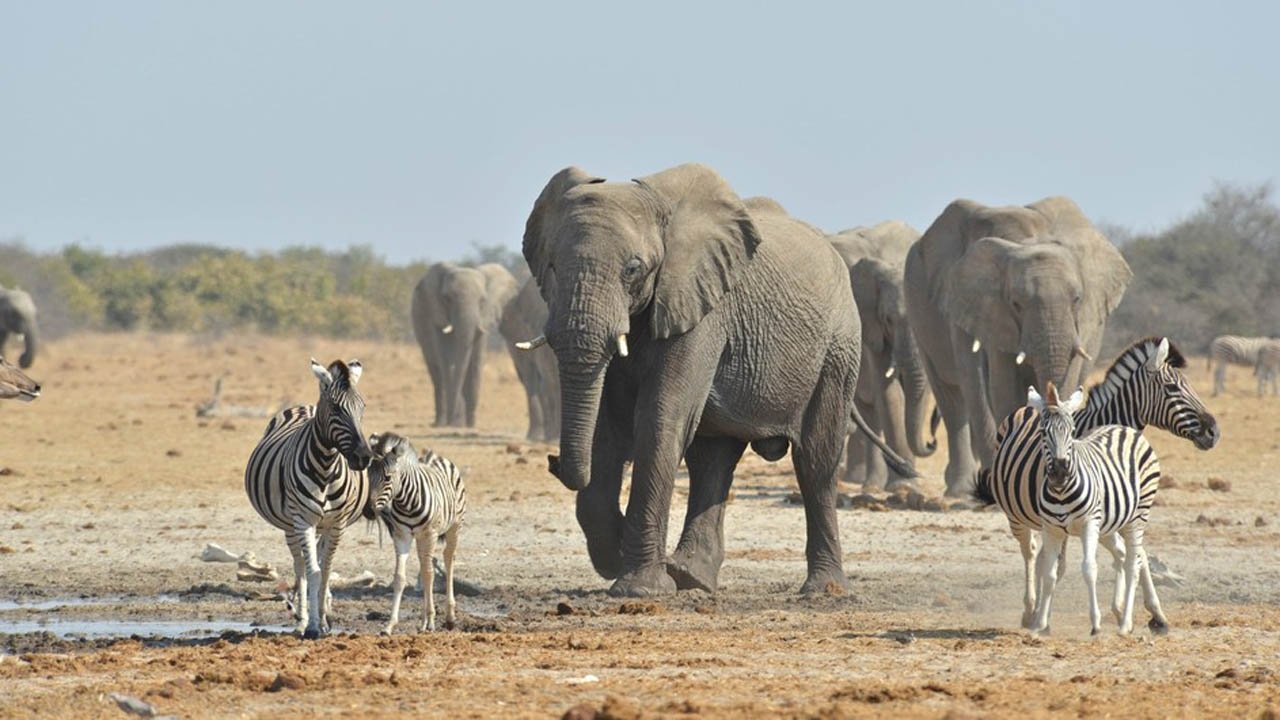 Elephant King