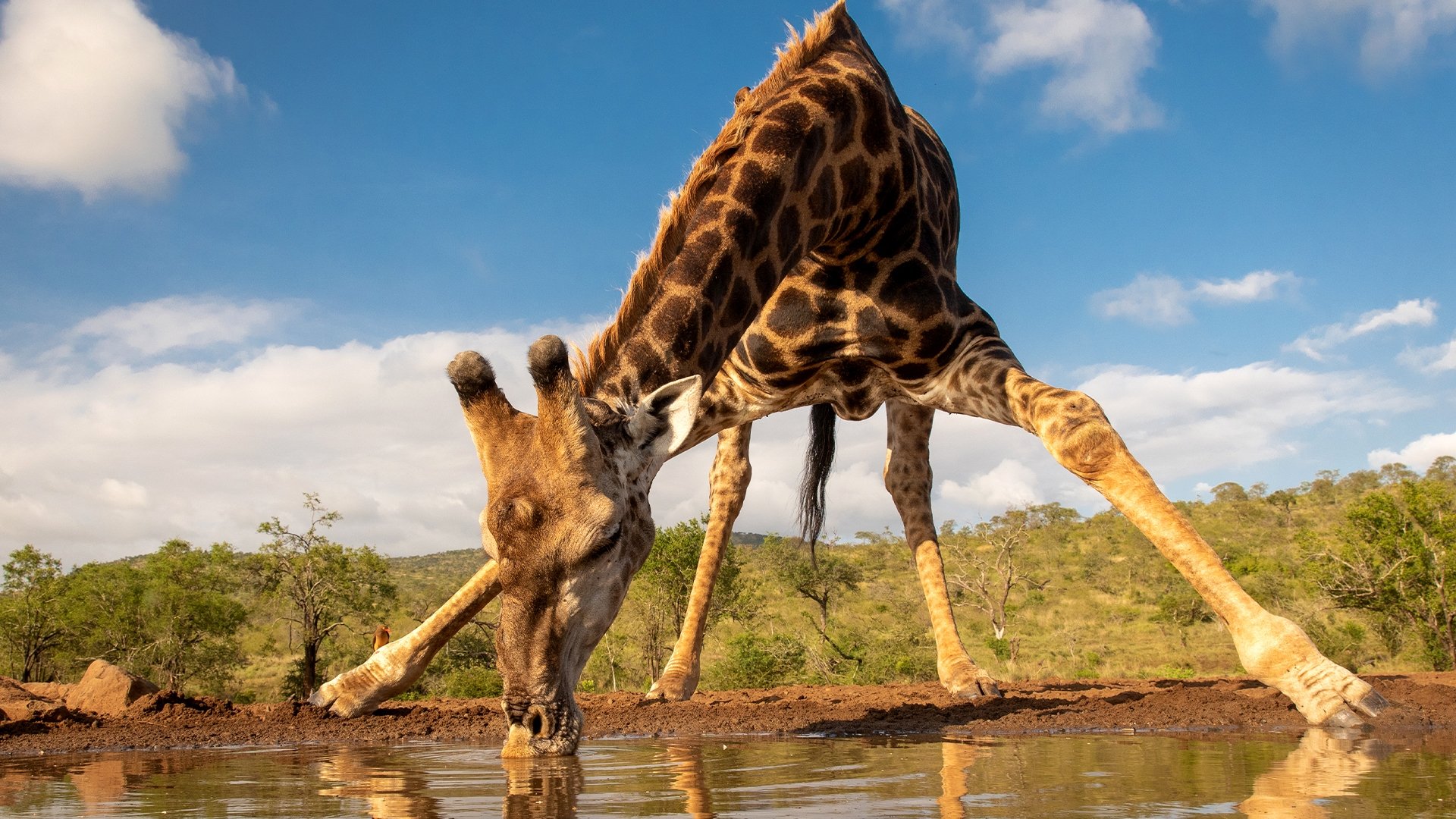 Waterhole: Africa's Animal Oasis