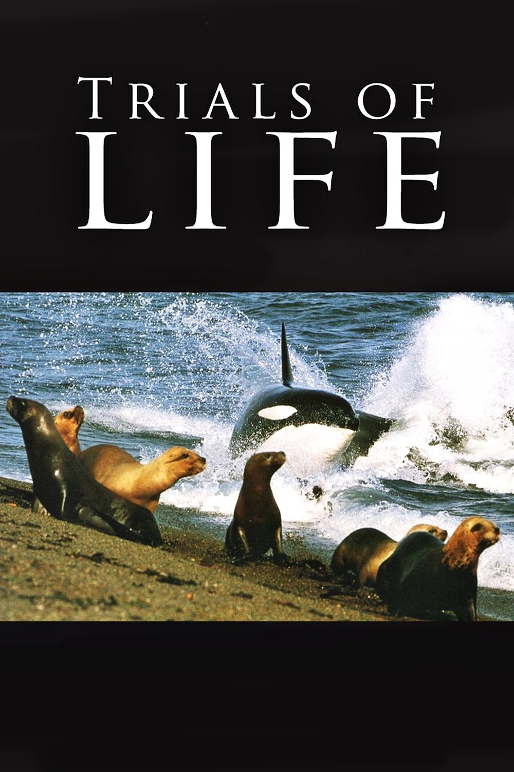 Poster de Desafios da Vida