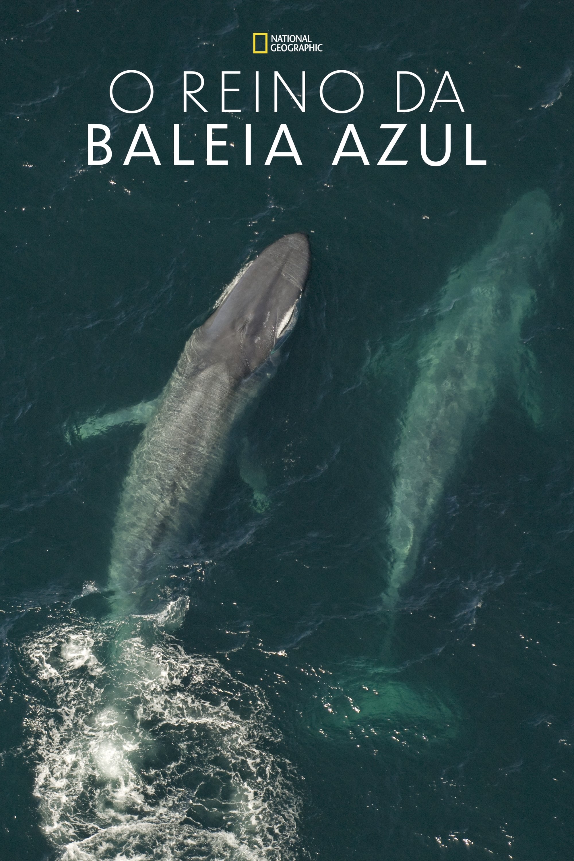 Poster de O Reino da Baleia Azul