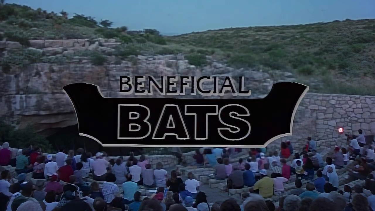 Beneficial Bats