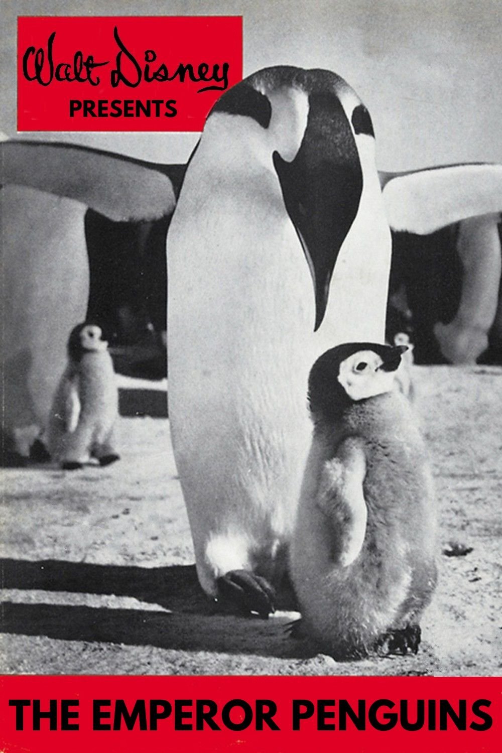 Poster de Emperor Penguins