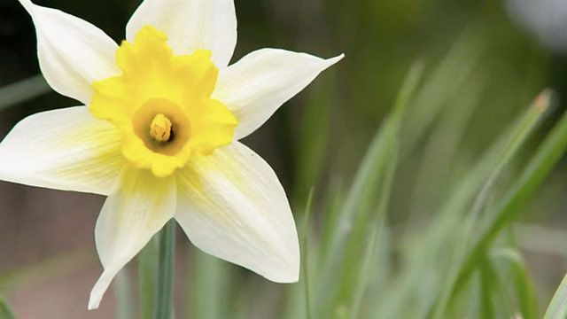 Daffodil Way