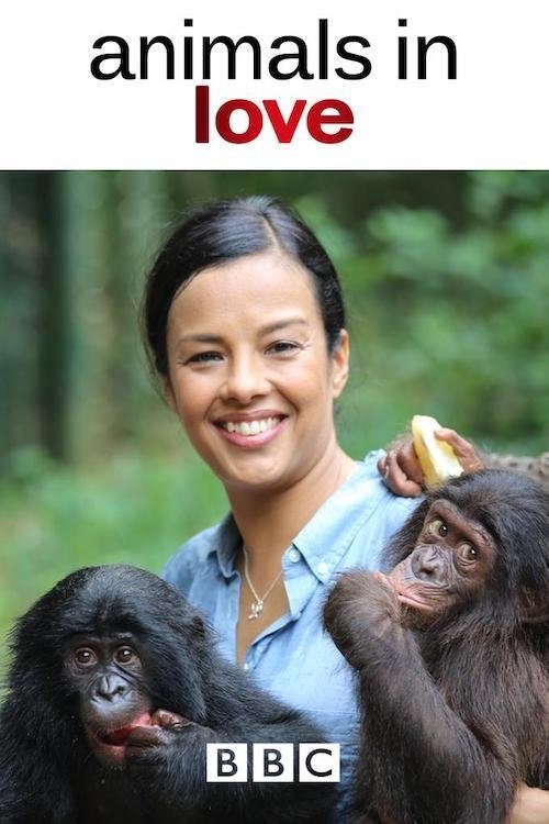 Poster de Animals in Love