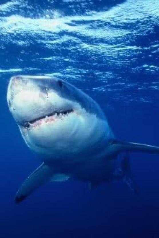 Great White Shark Poster