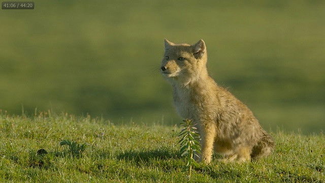 Surviving the Ancient Grasslands