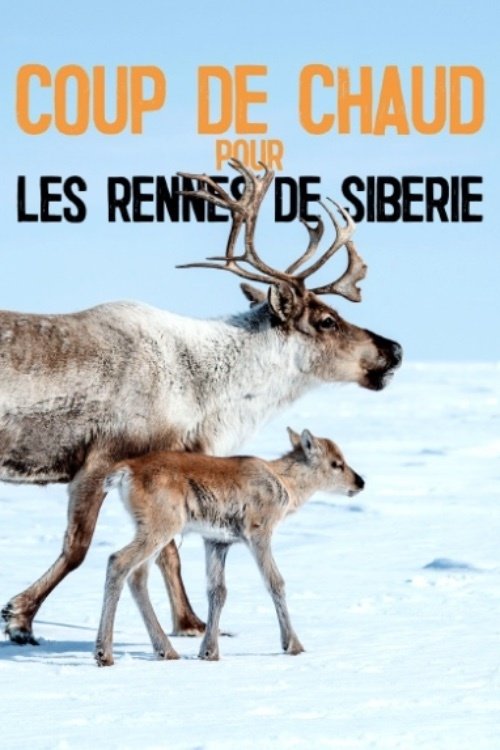 Poster de Coup de chaud pour les rennes de Sibérie