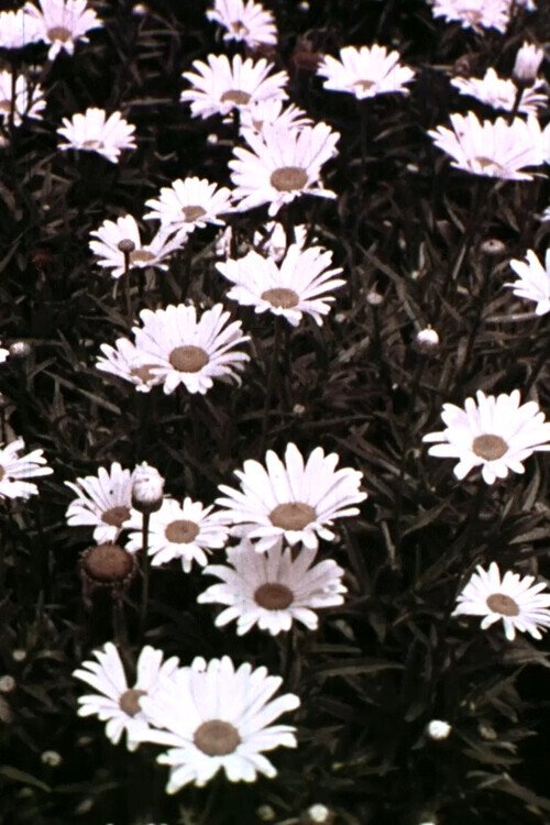 Spring Symphony