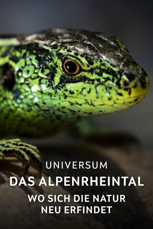Poster de Das Alpenrheintal – Wo sich die Natur neu erfindet