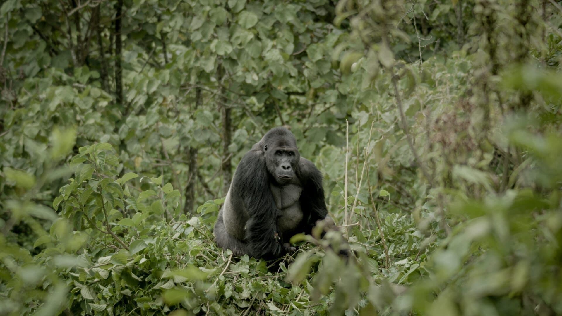 Silverback 2024 123movies