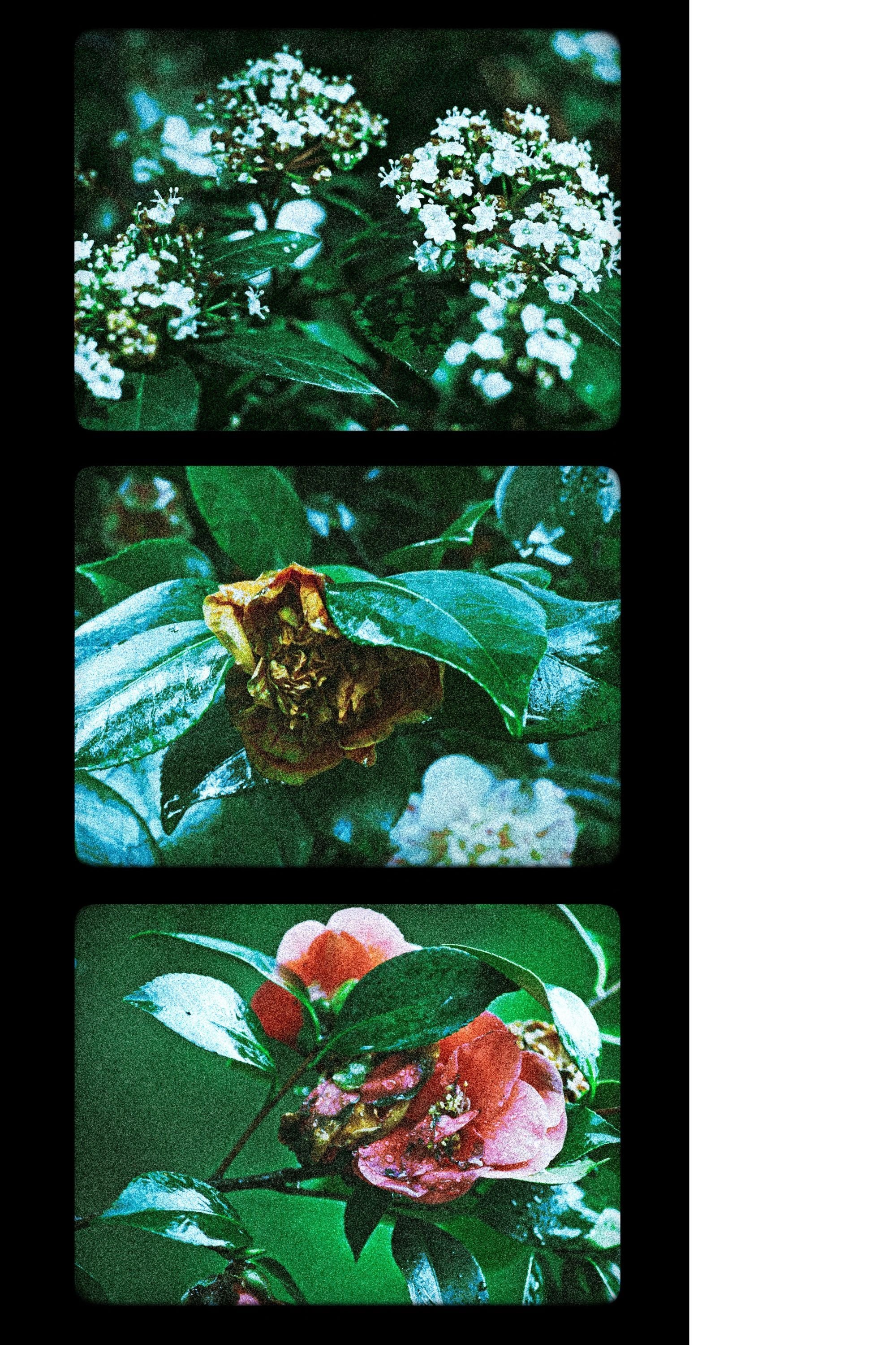 Poster de Flores (III)