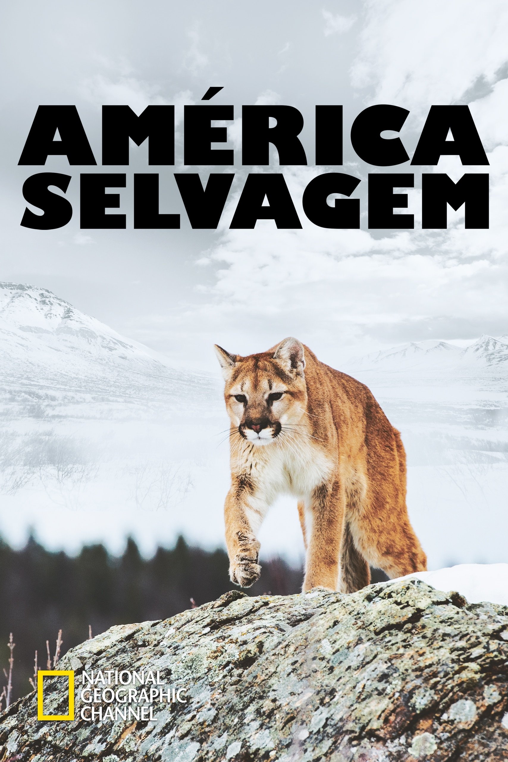 Poster de América Selvagem