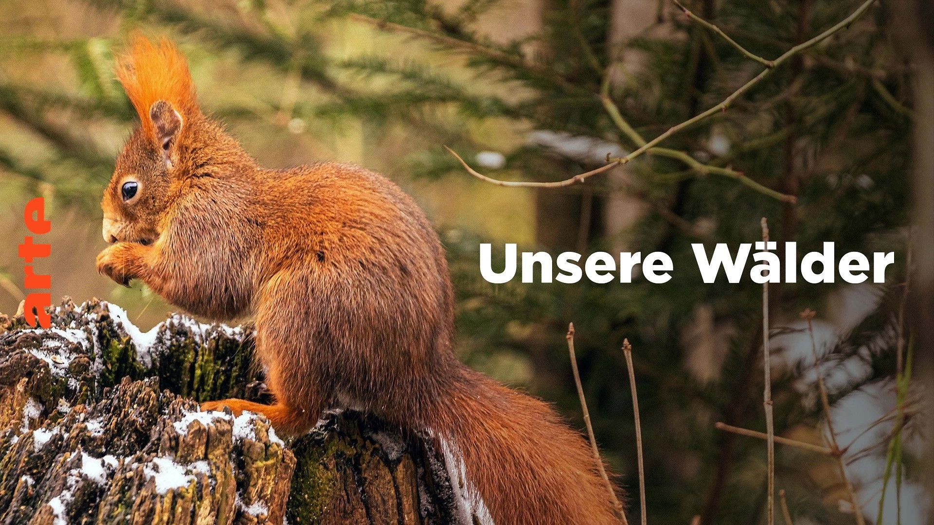 Unsere Wälder