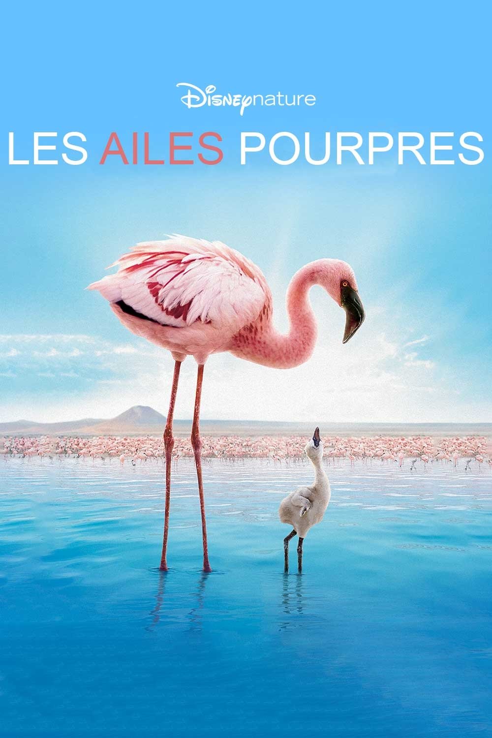 Affiche du film Les Ailes pourpres : Le Mystère des flamants