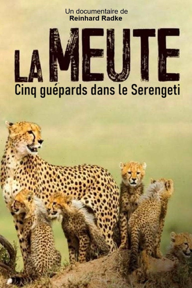 Poster de Die fünf Geparde - Gemeinsam durch die Serengeti