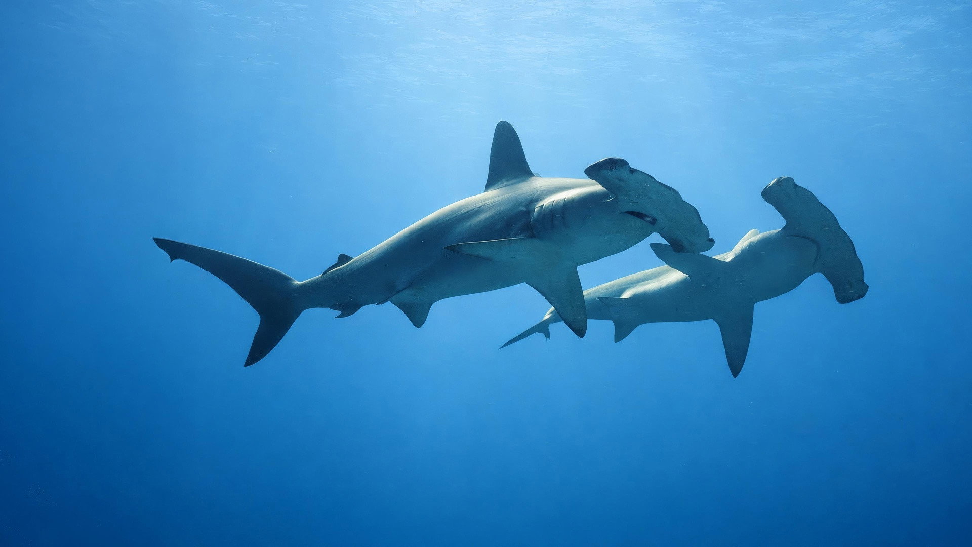 The Riddle of the Hammerhead Sharks