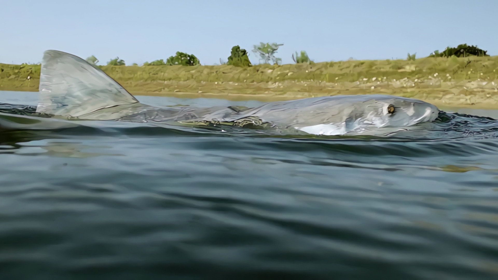 Lone Star Shark Collection