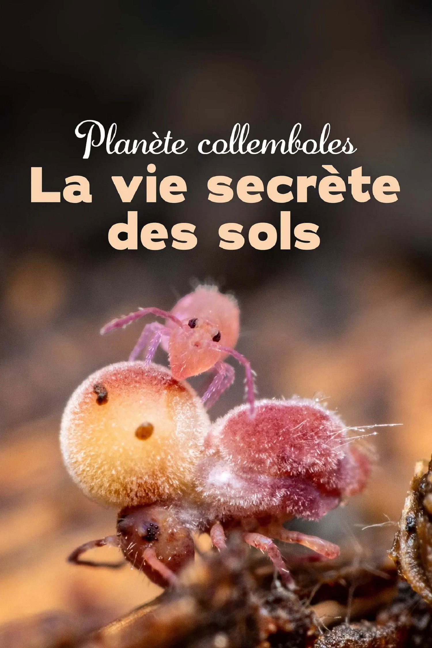 Planète collemboles : la vie secrète des sols