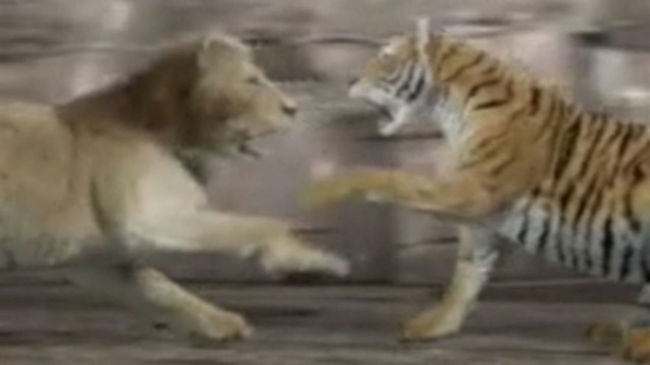 Animal Face-Off: Lion vs. Tiger