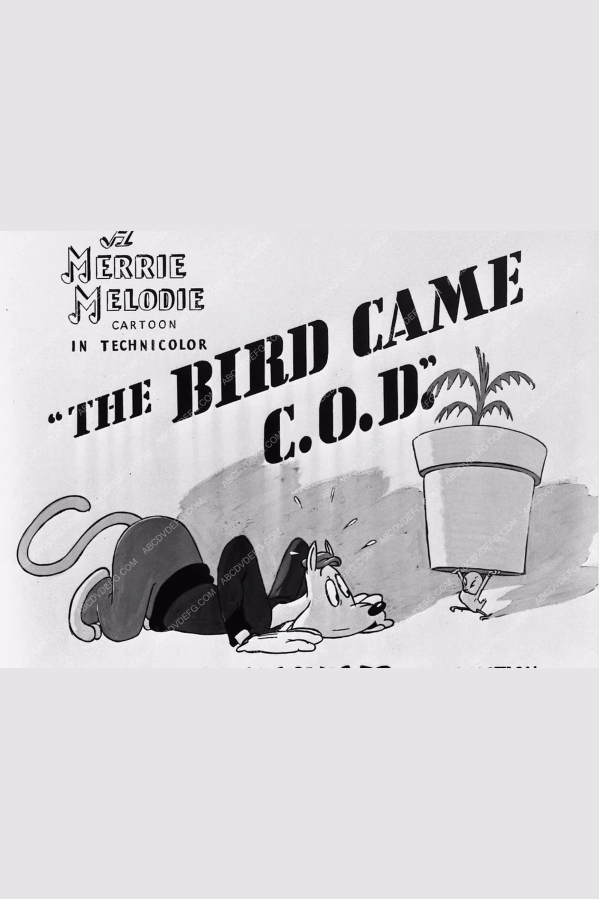 The Bird Came C.O.D.