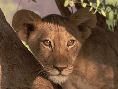 Lake Turkana: Land of the Crocodile