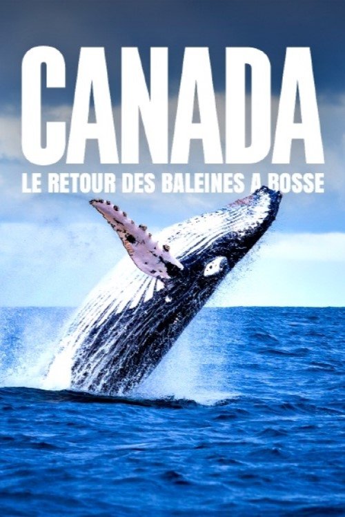Poster de Le retour des baleines à bosse