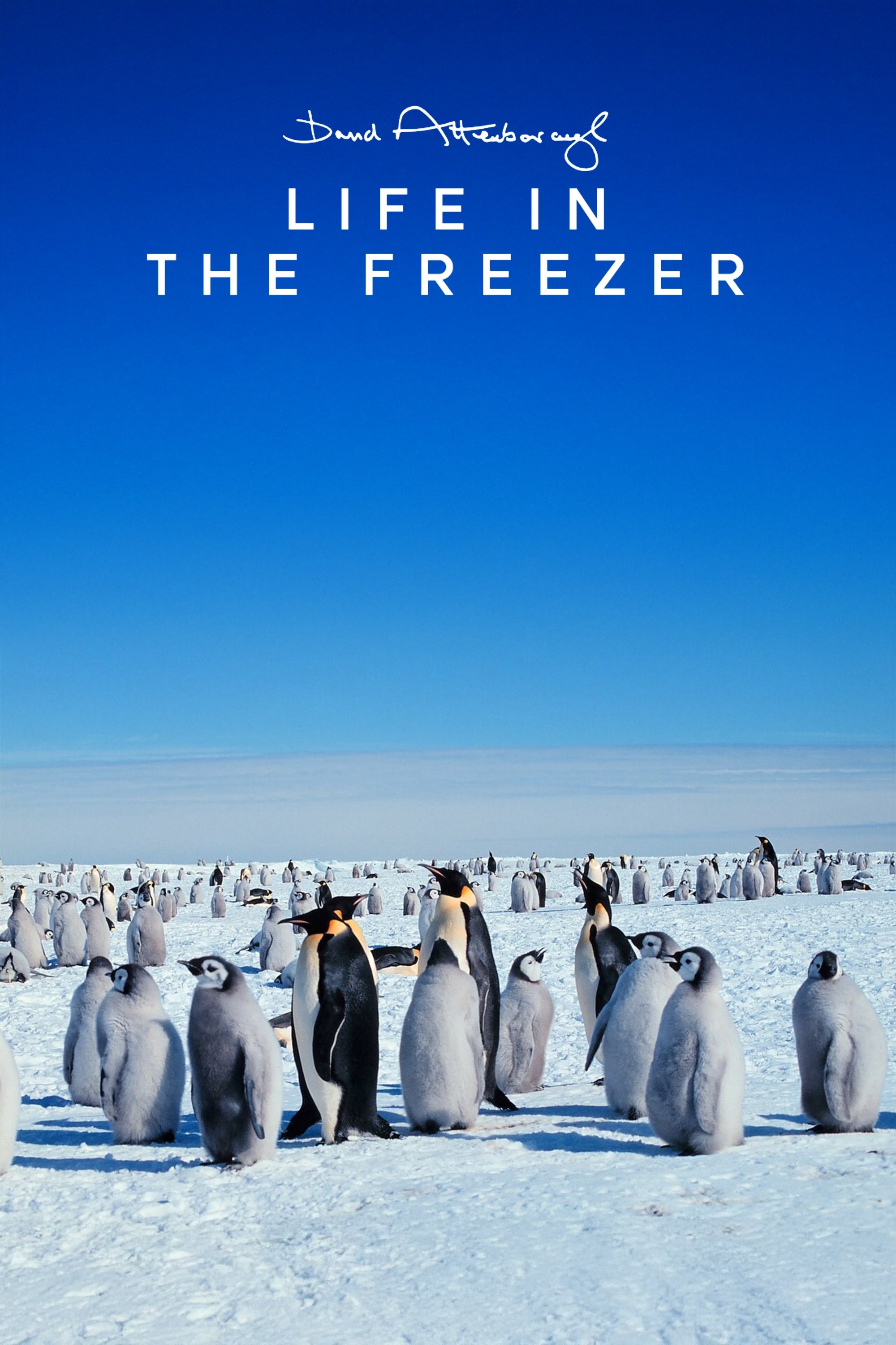 Poster de Life in the Freezer