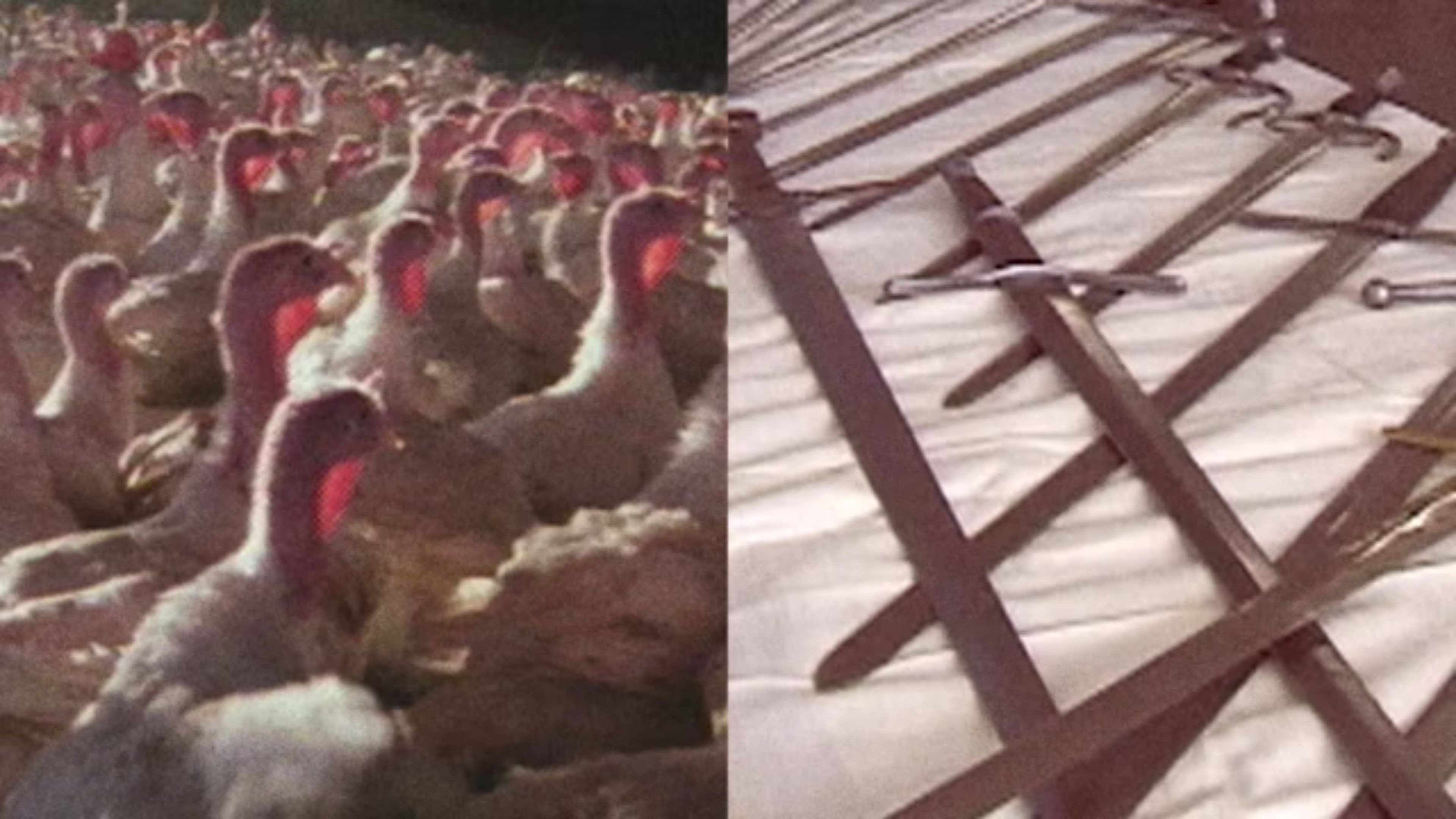 Thanksgiving Is Not for Turkeys