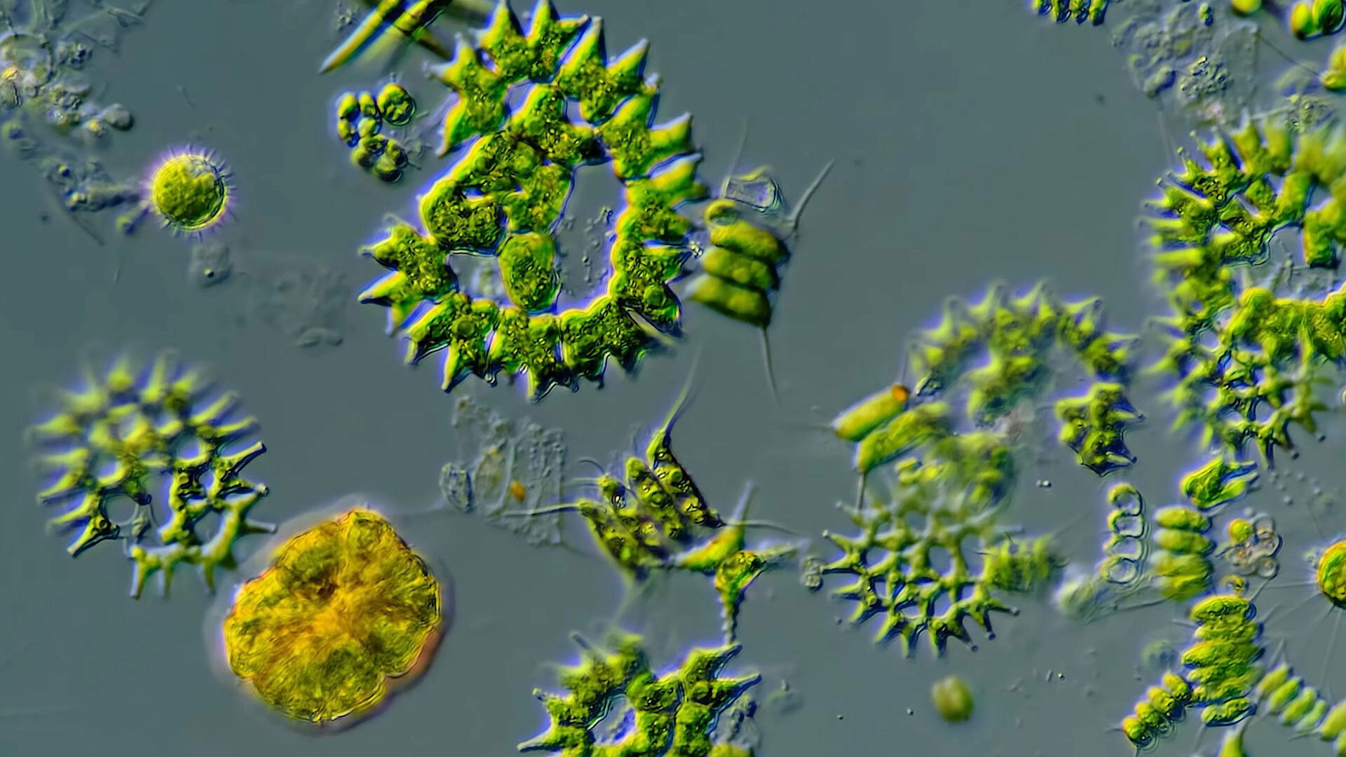 The Diversity of Shapes in the Microcosmos